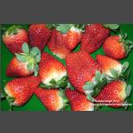 Erdbeeren (9)